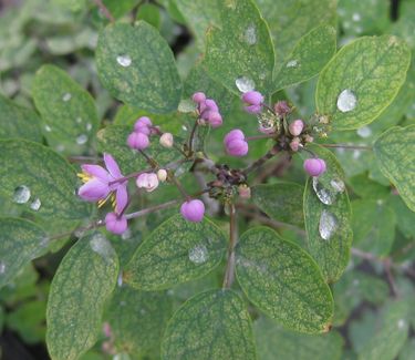 Thalictrum rochebrunianum - Meadow Rue