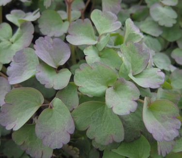 Thalictrum rochebrunianum - Meadow Rue