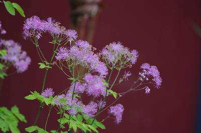 Thalictrum rochebrunianum - Meadow Rue