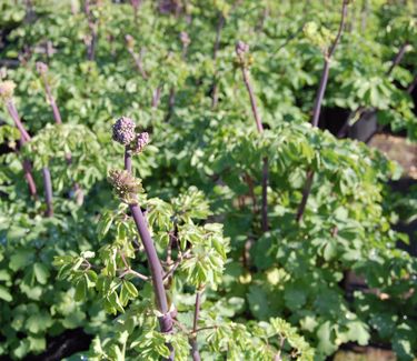 Thalictrum sp. 'Black Stockings' - Meadow Rue 