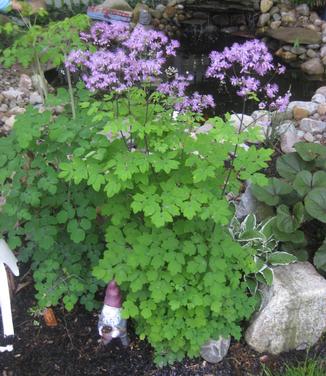 Thalictrum sp. Black Stockings