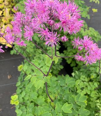 Thalictrum sp. 'Black Stockings' - Meadow Rue from Pleasant Run Nursery