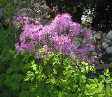 Thalictrum sp. Black Stockings