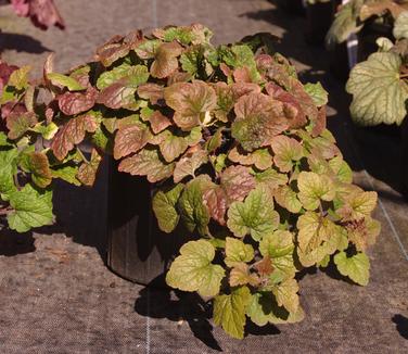 Tiarella cordifolia Brandywine (winter color)