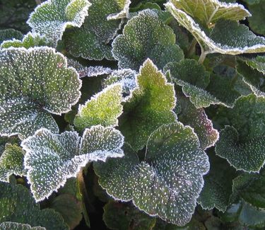 Tiarella cordifolia Brandywine (w/ frost)