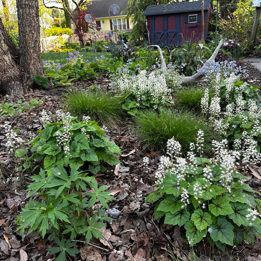 Tiarella cordifolia Brandywine