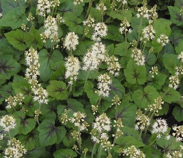 Tiarella cordifolia Brandywine 