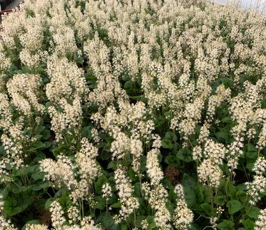 Tiarella cordifolia Brandywine