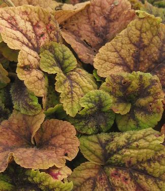 Tiarella cordifolia Running Tapestry (winter color)