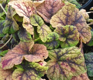 Tiarella cordifolia Running Tapestry (winter color)