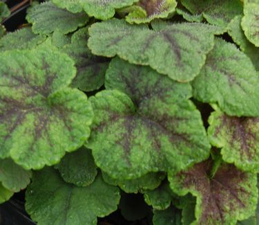 Tiarella cordifolia 'Running Tapestry'