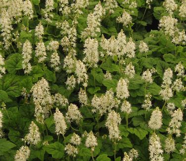 Tiarella cordifolia Running Tapestry