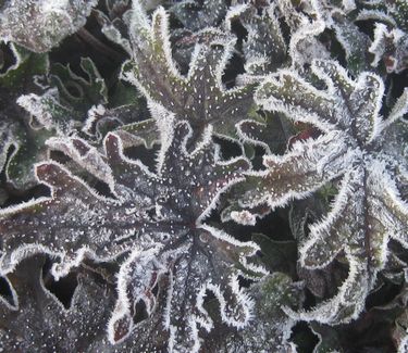Tiarella x 'Candy Striper' - Foamflower (w/ frost)