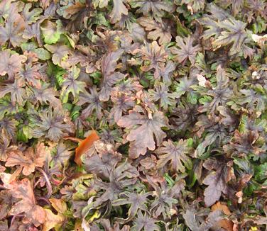 Tiarella x Candy Striper - winter color