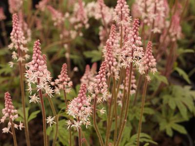 Tiarella x 'Candy Striper'