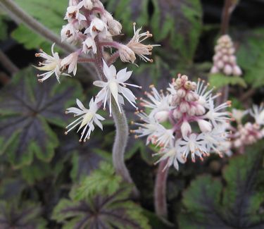 Tiarella x Jeepers Creepers - Foamflower