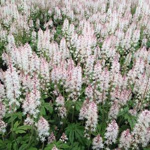 Tiarella x Jeepers Creepers