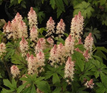 Tiarella x Pink Skyrocket - Foamflower 