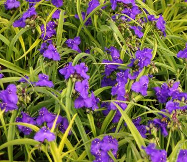 Tradescantia x Sweet Kate - Spiderwort 