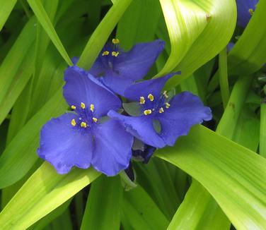 Tradescantia x Sweet Kate - Spiderwort