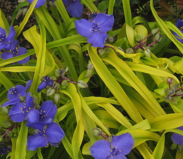 Tradescantia x 'Sweet Kate'