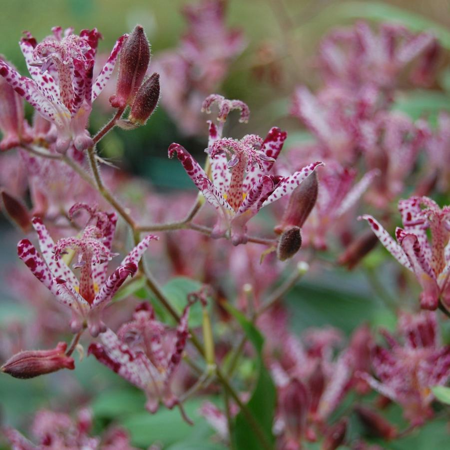 Tricyrtis x 'Sinonome' - Toadlily from Pleasant Run Nursery