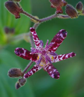 Tricyrtis x Sinonome