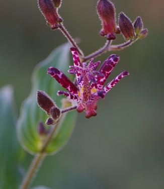 Tricyrtis x Sinonome