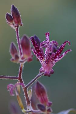 Tricyrtis x Sinonome