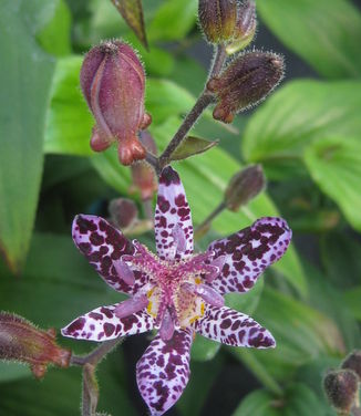 Tricyrtis x Sinonome - Toadlily