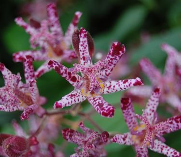 Tricyrtis x 'Sinonome'