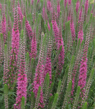 Veronica spicata Red Fox