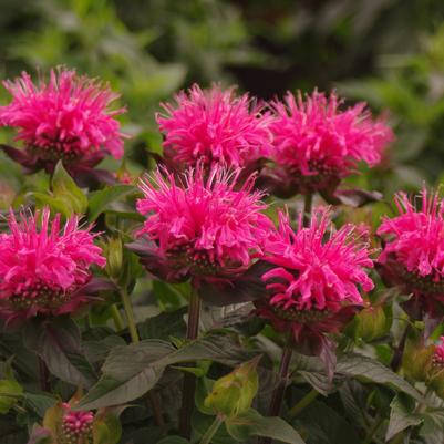 Monarda didyma Sugar Buzz® 'Bubblegum Blast'