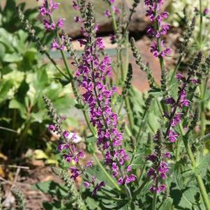 Salvia nemorosa Marcus®