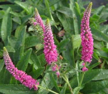 Veronica spicata Red Fox