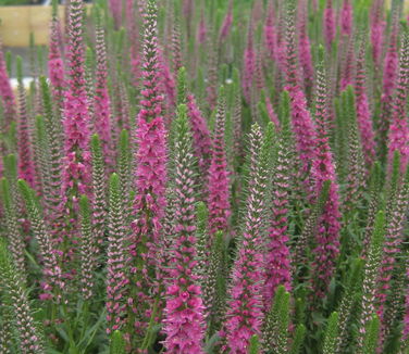 Veronica spicata Red Fox