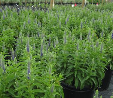 Veronica spicata Royal Candles 