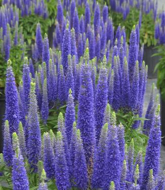 Veronica spicata 'Royal Candles' 