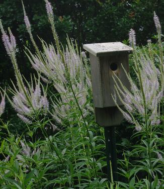 Veronicastrum virginicum - Culver Root