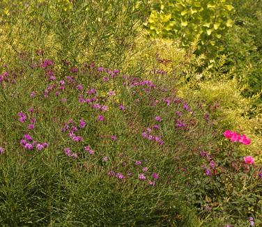 Vernonia lettermannii Iron Butterfly (Untermyer)