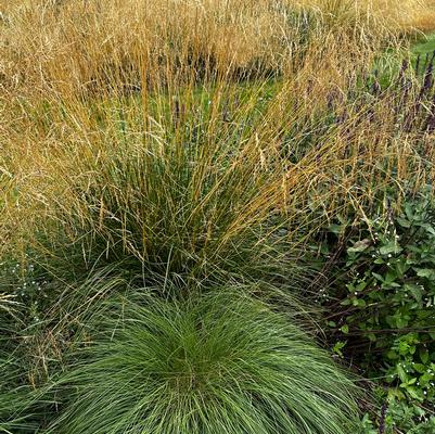 Deschampsia cespitosa 