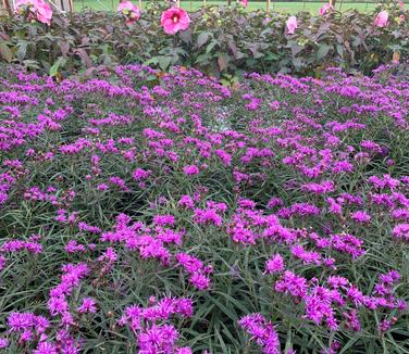 Vernonia lettermannii Iron Butterfly