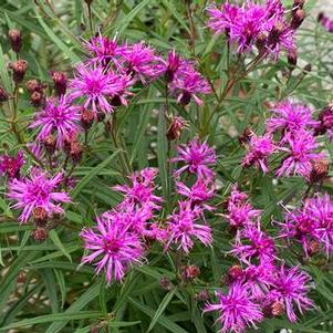 Vernonia x Southern Cross