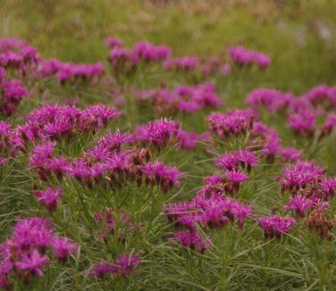 Vernonia lettermannii 'Iron Butterfly' - Narrowleaf Ironweed