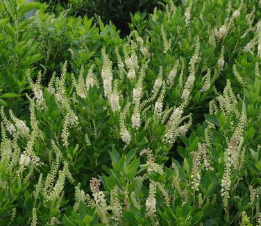 Clethra alnifolia 'Hummingbird' - Summersweet