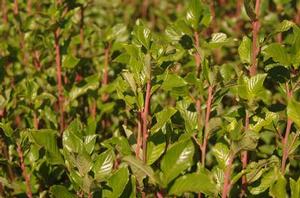 Clethra alnifolia Sherry Sue