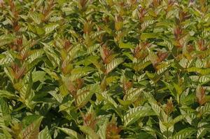 Cephalanthus occidentalis Sugar Shack®