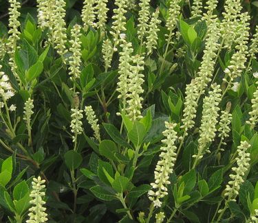 Clethra alnifolia 'Hummingbird' - Summersweet