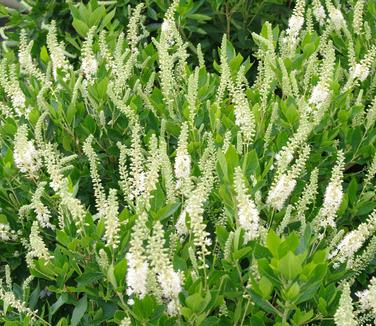 Clethra alnifolia 'Hummingbird' - Summersweet