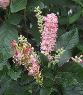 Clethra alnifolia Ruby Spice